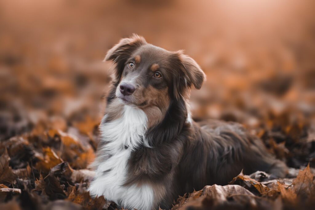 Pets photography